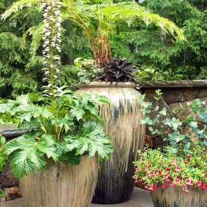 Patio Planter Ideas