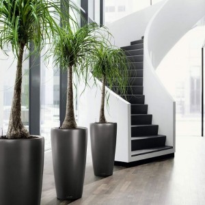 Tall Plant Pots For Indoor Plants