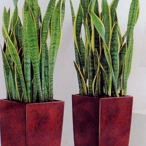 Tall Plant Pots Uk